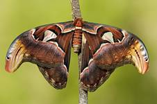 Attacus atlas