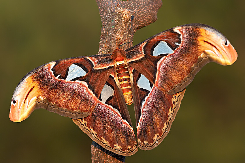 Attacus atlas