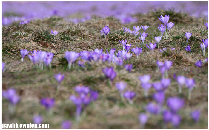 Krokus krokusowi nierówny