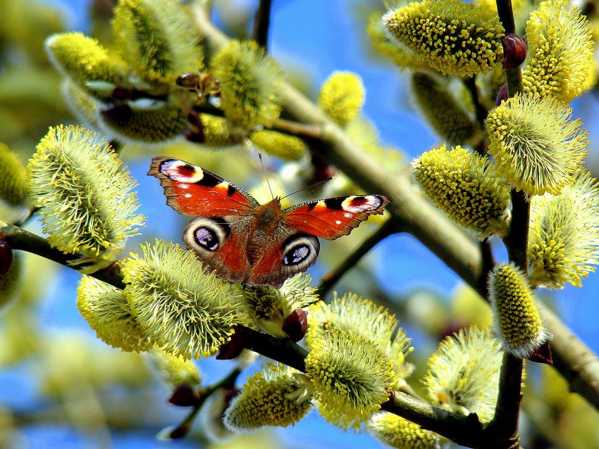 piekny motyl i urocze bazie