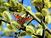 piekny motyl i urocze bazie