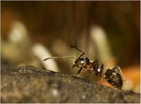 Lasius Niger