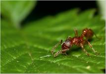 Myrmica Spp.