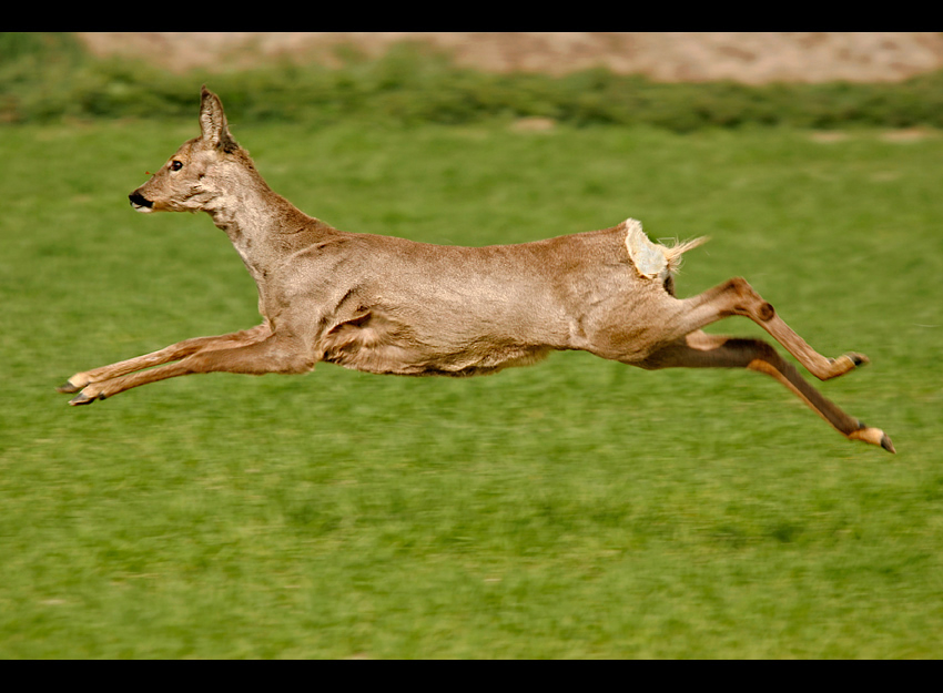 Sarna (Capreolus capreolus)