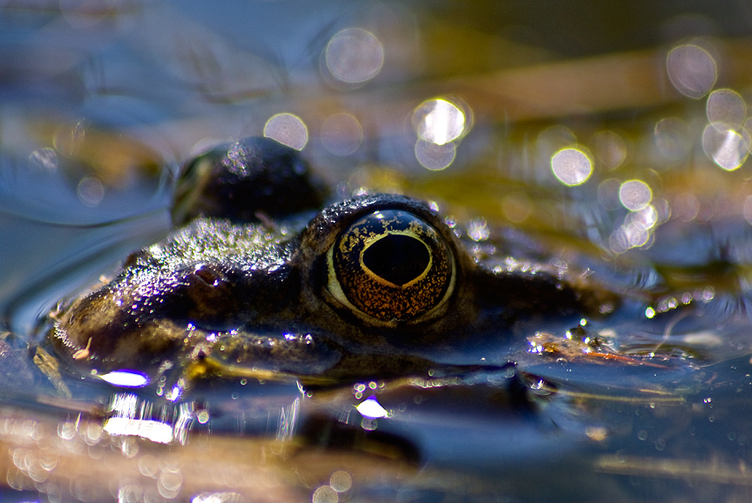 eye of the frog