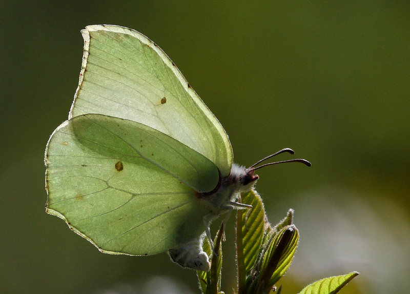 latolistek cytrynek