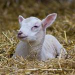 Lambing Season at Bendalls Farm