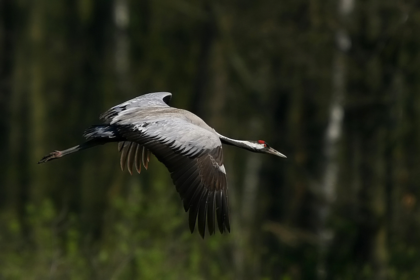 Żuraw Grus grus