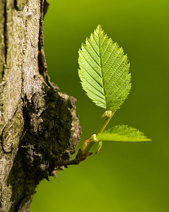 Stare drzewo i ....młody listek