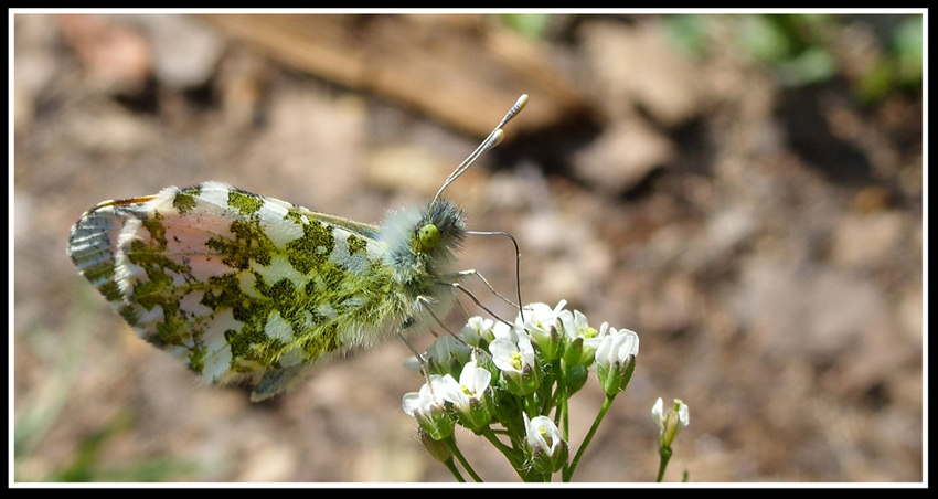 Motyl I