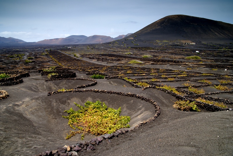 Winnice na Lanzarote