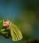 Pieris brassicae