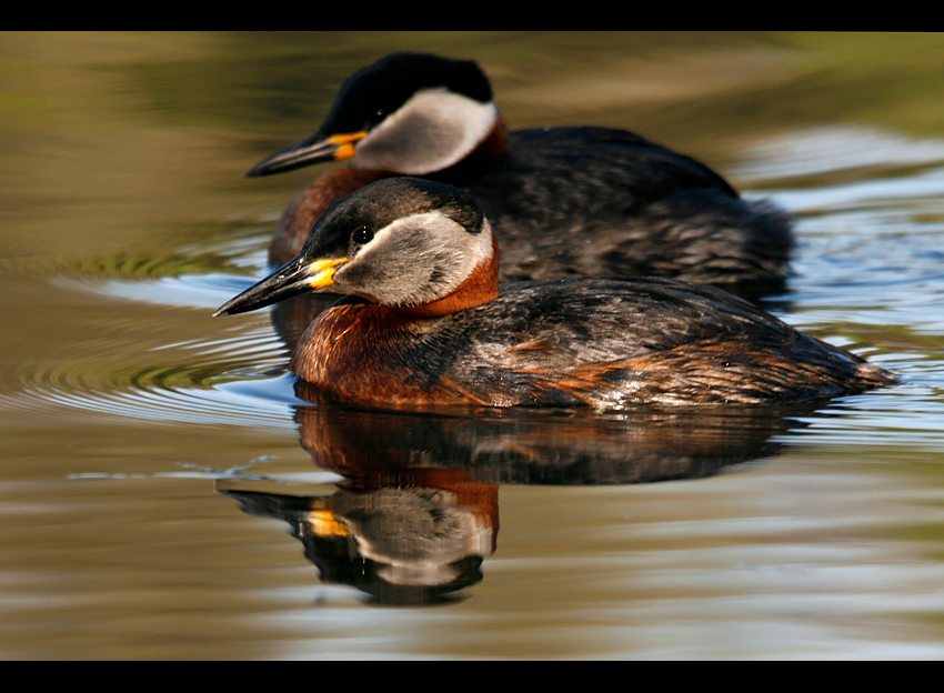 Perkoz rdzawoszyi - Podiceps grisegena