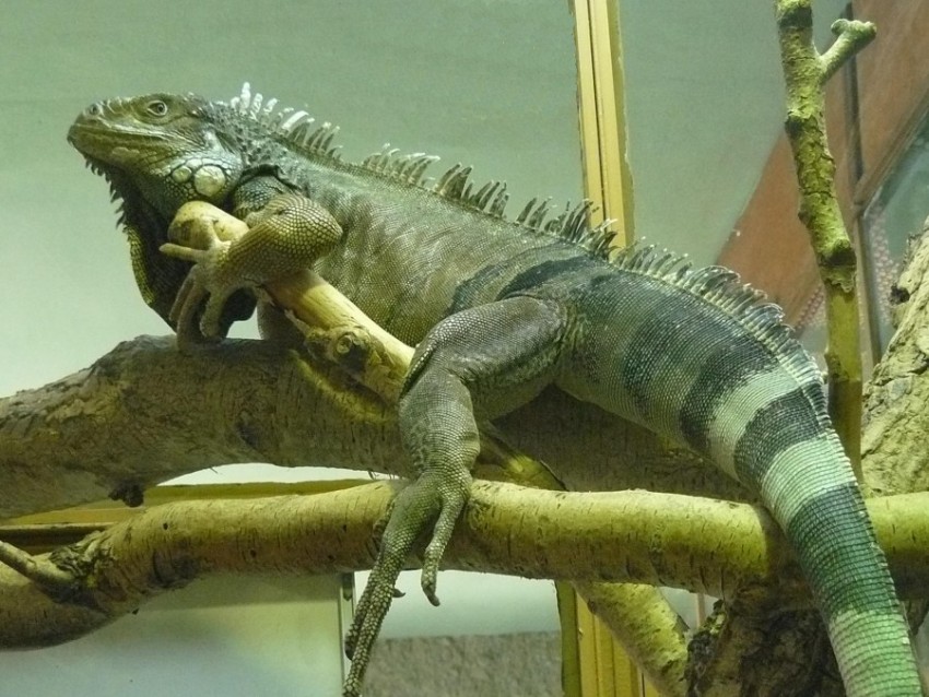 jareko