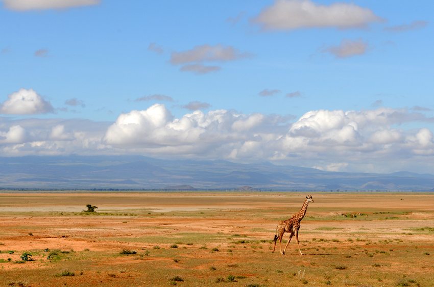 Amboseli