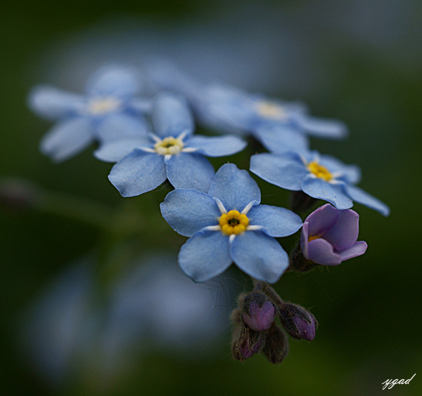 myosotis