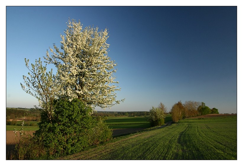 Wiosenny pejzaż