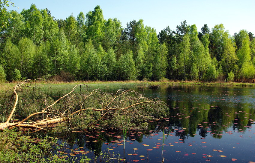 Łopiańskie Bagno