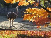 Jesień w zoo