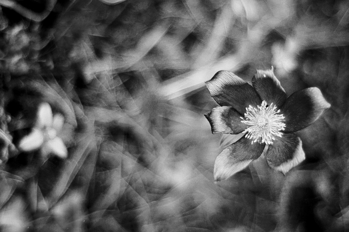 Pulsatilla patens