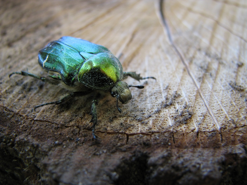 Kruszczyca złotawka (Cetonia aurata)