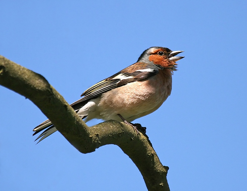 Zięba (Fringilla coelebs)