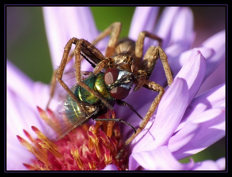 darownik przedziwny (Pisaura mirabilis)