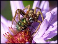 darownik przedziwny (Pisaura mirabilis)