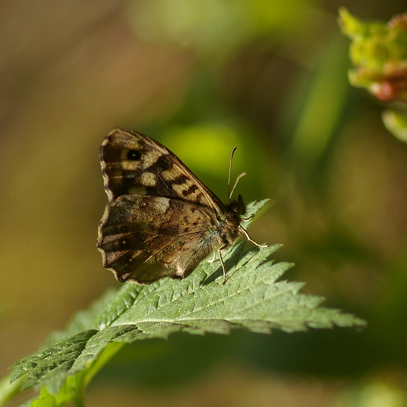 osadnik egeria