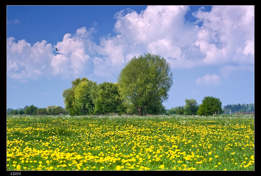 piknikowa łąka