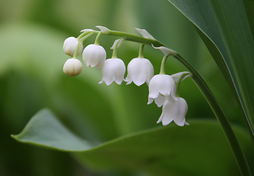 Convallaria majalis