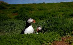 Skomer