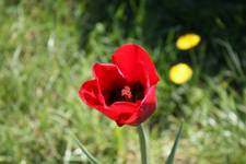 tulipanos