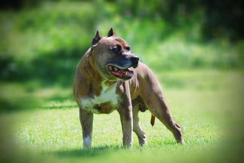 American Staffordshire Terrier