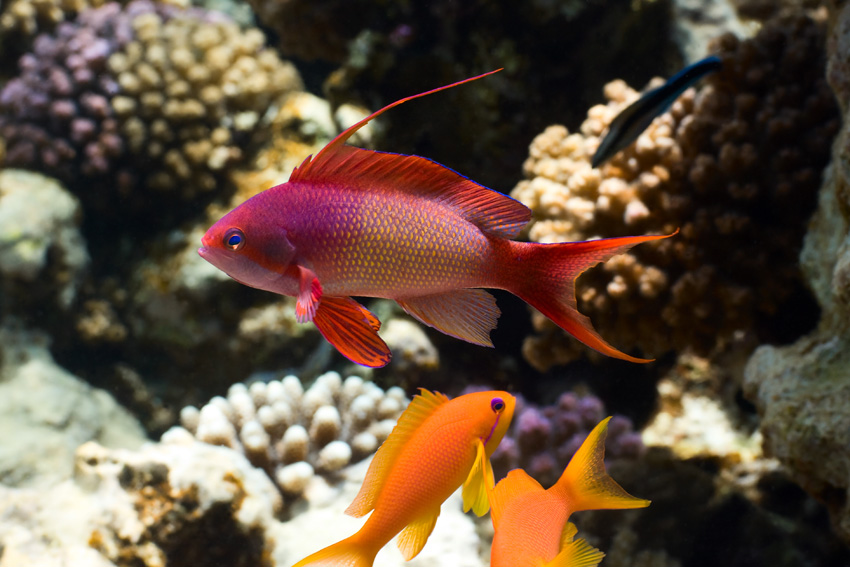 Anthias