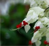 clerodendron chomsoniae