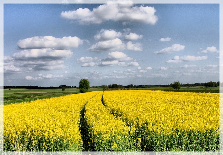 miejscowość Strabla okolice rzeki Narew