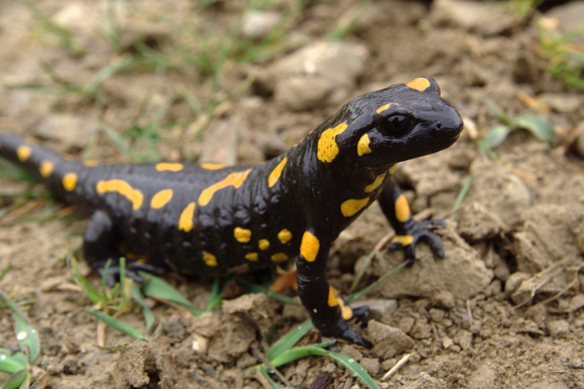 Salamandra