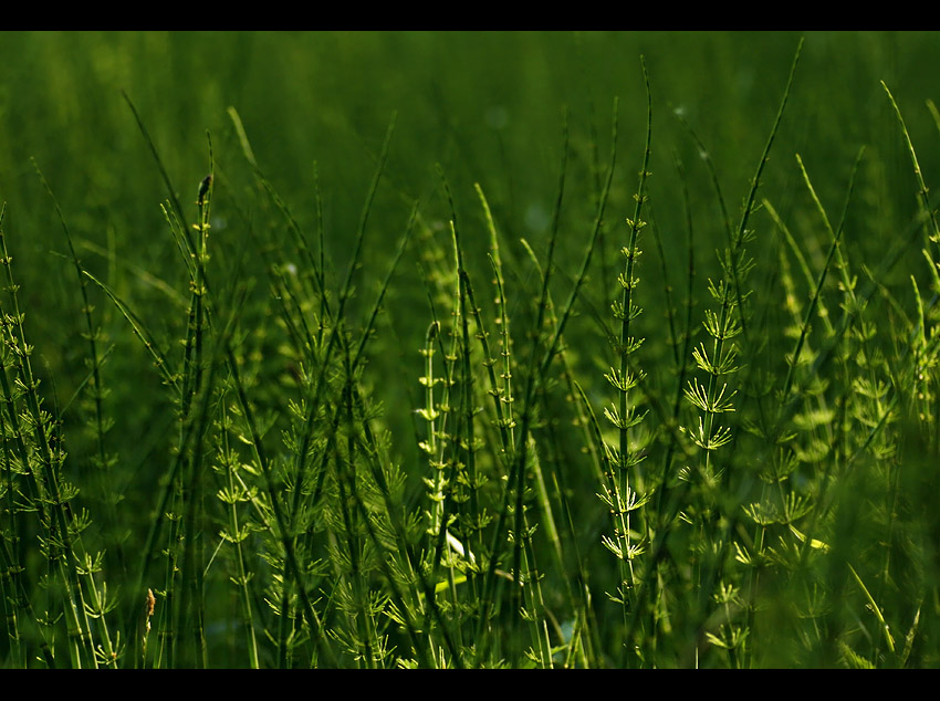 Skrzyp olbrzymi (Equisetum telmateia) czyli błotna końska grzywa ;)