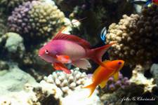 Anthias