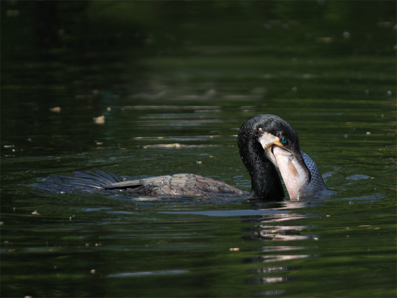 Kormoran II