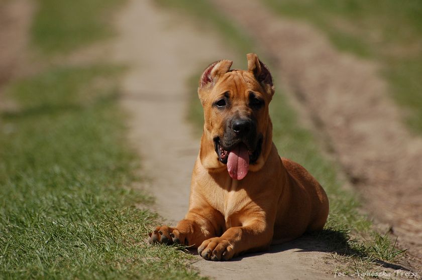 Młody Cane Corso