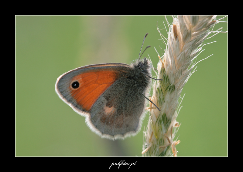 Strzępotek ruczajnik (Coenonympha pamphilus)