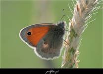 Strzępotek ruczajnik (Coenonympha pamphilus)