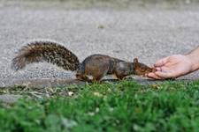 squirrel (3)