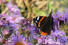 Vanessa atalanta