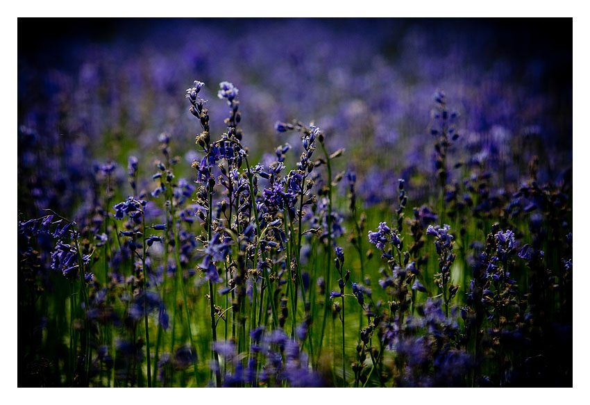 bluebells