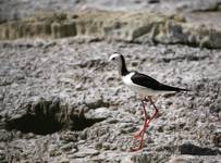 Pied Stilit