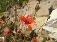 Papaver rhoeas