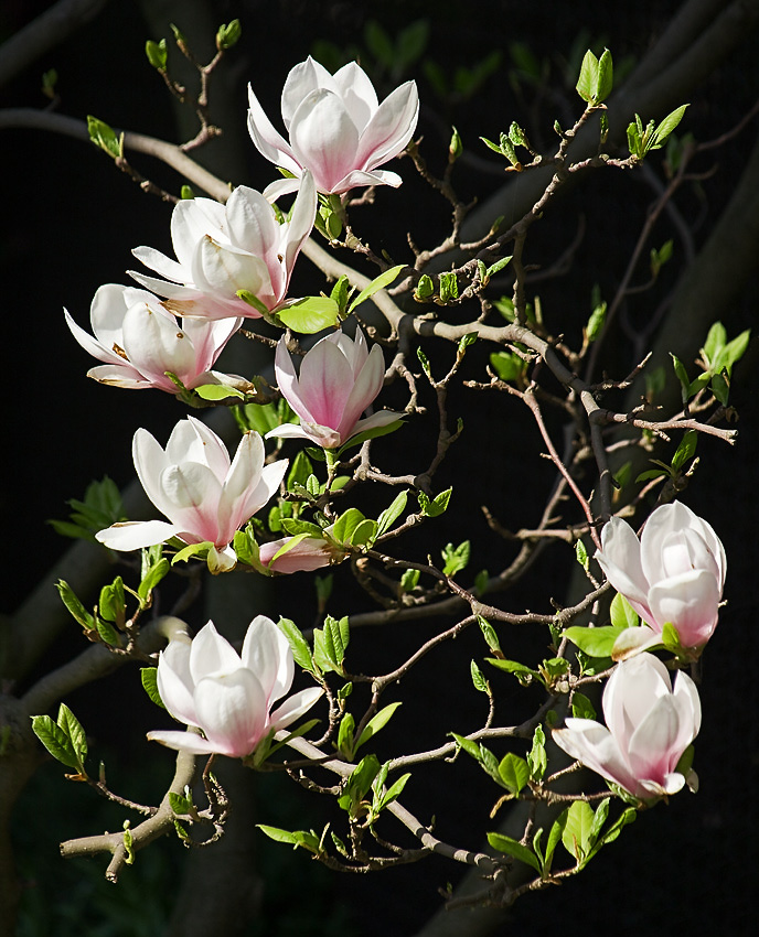 Magnolie I